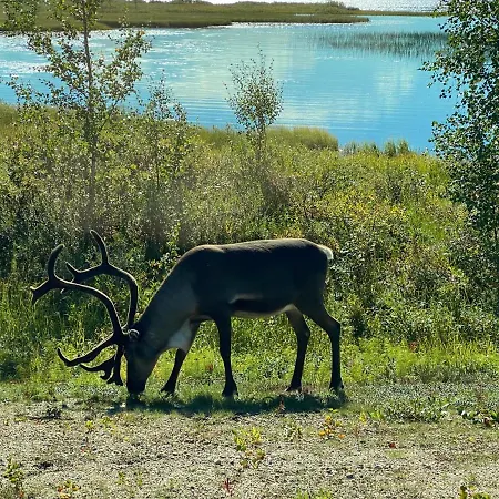 Iiris - Peaceful Lapland Surrounded By Nature Chalé