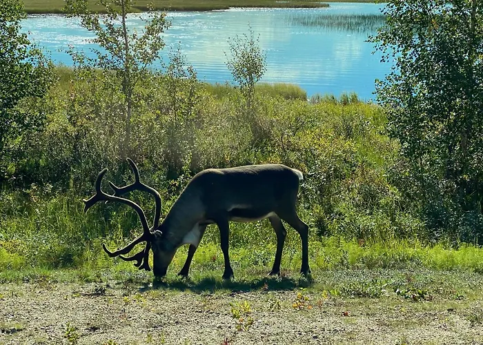 Iiris - Peaceful Lapland Surrounded By Nature Σαλέ